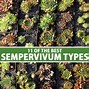 Image result for Sempervivum pyranaicum