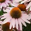 Image result for Echinacea purpurea Irresistible ®