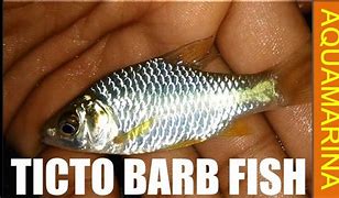 Image result for barb�tico