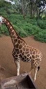 Image result for Giraffe Centre Nairobi Kenya