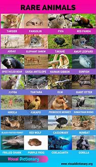 Image result for Wild Animals Names List