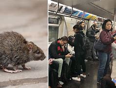 Image result for New York Rats in Barucxh