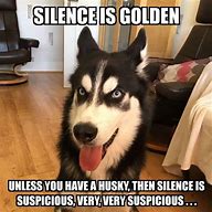 Image result for Husky Protecting Puppy Meme