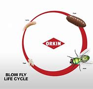 Image result for Blow fly Life Cycle