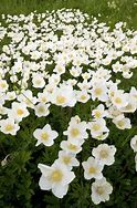 Image result for Anemone sylvestris