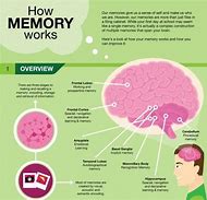 Image result for Fast Facts About Memory