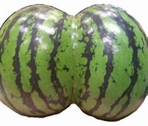 Image result for Wolf Watermelon Meme