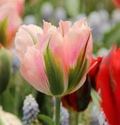 Image result for Tulipa China Town