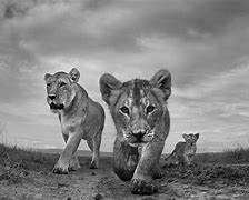 Image result for Masai Mara Kenya Wildlife