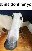 Image result for Borzoi Let Me Do It for You Meme