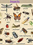 Image result for Different Bugs