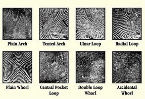 Image result for Basic Fingerprint Types