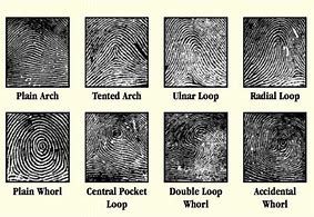 Image result for Common Fingerprint Patterns