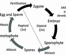 Image result for Haploid Life Cycle