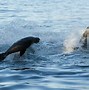 Image result for Great White Shark Hunting