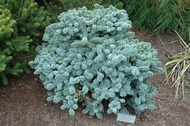 Image result for Abies procera Blaue Hexe