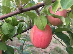 Image result for Strawberry Apple Tree