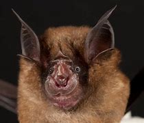 Image result for Bats of China