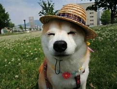 Image result for Chill Dog PFP