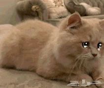 Image result for Crying Cat Finance Meme