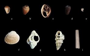 Image result for Shell Beads From Channel Islands Image