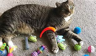 Image result for Cat Toys Product