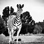 Image result for Zebra Desktop Wallpaper