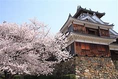 天守閣を豪快に彩る圧巻の桜　福知山城の桜 | 京都もよう　KYOTO MOYOU