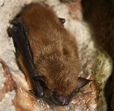 Image result for Brown Bat Sleeping