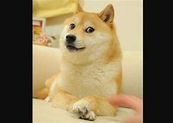 Image result for Furry Meme Dog Doge