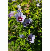 Hibiscus syriacus Cielo-साठीचा प्रतिमा निकाल