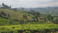 Image result for Cedrella Trees Rwanda