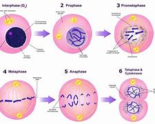 Image result for DNA Replication Diagram Labeled