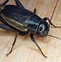 Image result for Fall Field Cricket