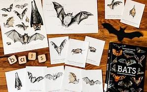 Image result for Bat Nature Class