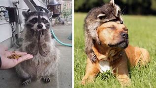 Image result for Funniest Animals in the World