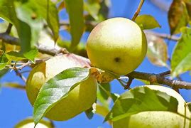Image result for MALUS GOLDEN DELICIOUS