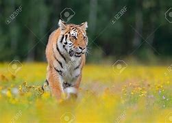 Image result for Malnourished Siberian Tiger