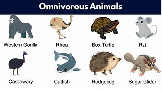 Image result for Mfene Animals