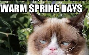 Image result for Funny Spring Animal Memes
