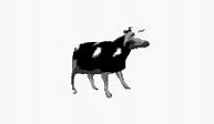 Image result for Cow On a Plow Meme