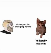 Image result for Ai Cat Meme