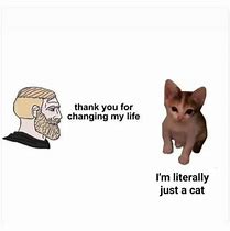 Image result for Bold Cat Meme