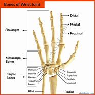 Image result for Bones On Wrist