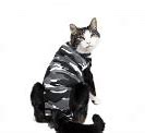 Image result for Suit Cat PFP