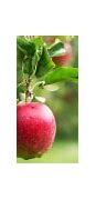 Image result for apples pick