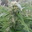 Image result for Brown Cannabis Buds