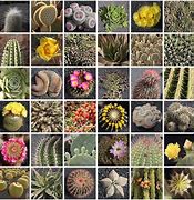 Image result for Cactus Phone Case