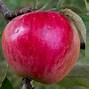 Image result for Apple's in Texas