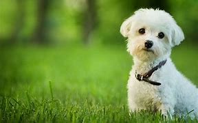 Image result for Breeds of Small Dogs